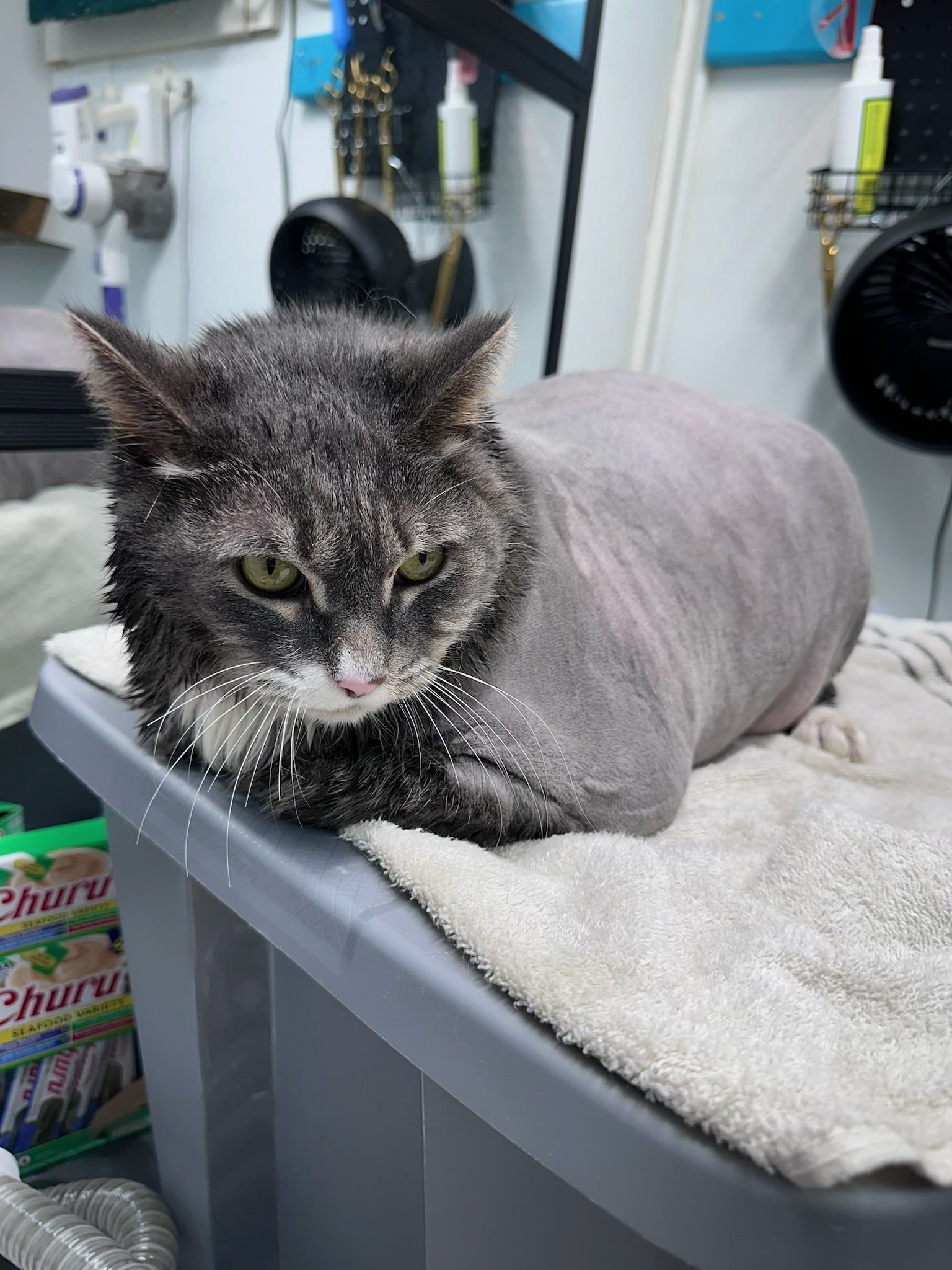 Photo inspiration: Grooming Prices For Indoor Cats Reference: Zen Cat Grooming In Rochester Hills Mi